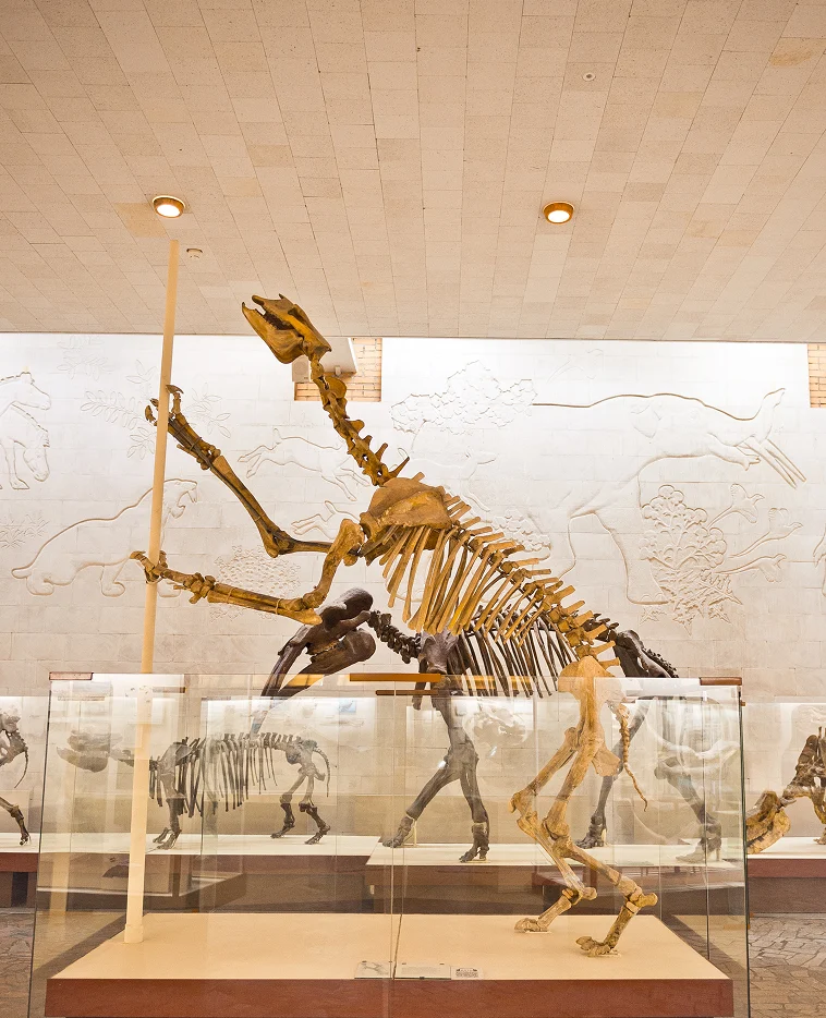 New York: AMNH Museum