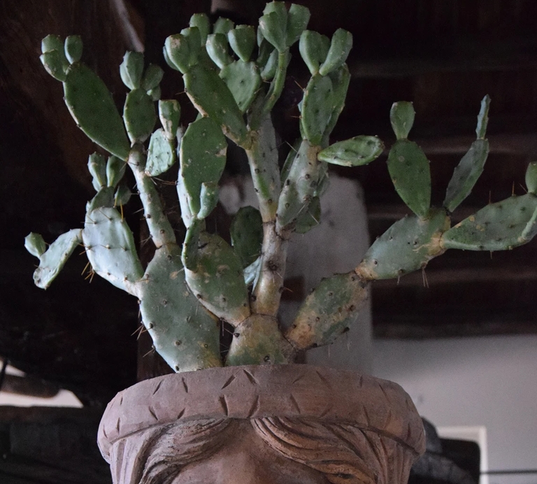 Frida Kahlo Museum